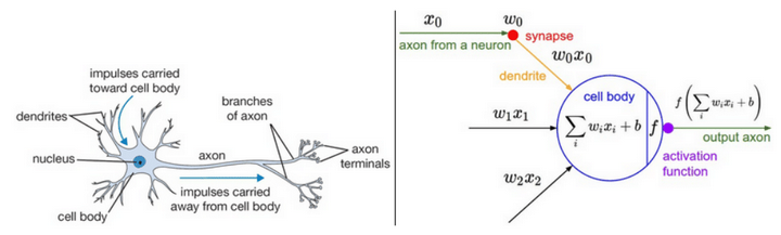 Diagram of a neuron and a perceptron